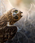 Juvenile Short Eared Owl  Fine Art Print