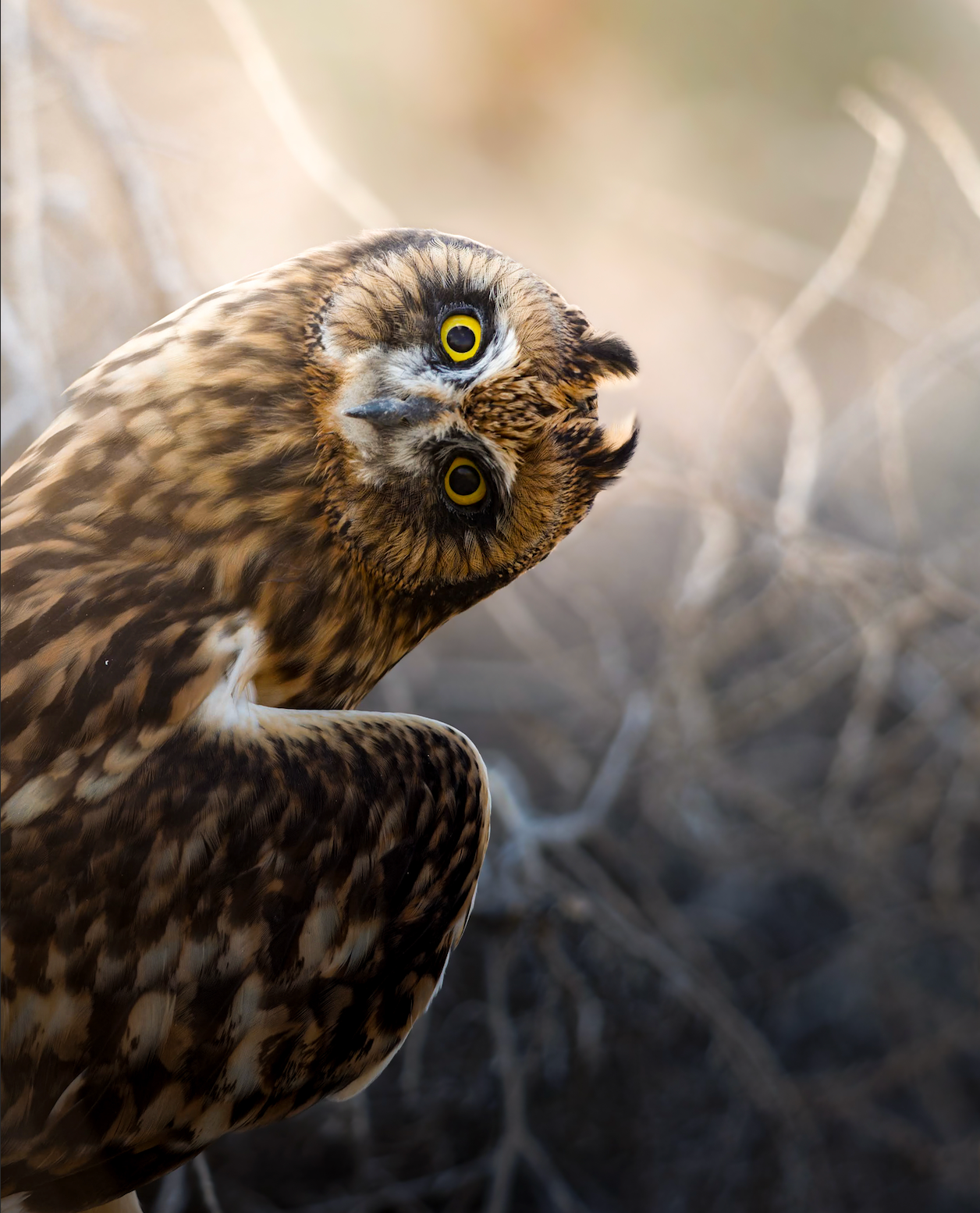 Juvenile Short Eared Owl  Fine Art Print