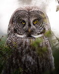 Great Gray Owl Fine Art Print