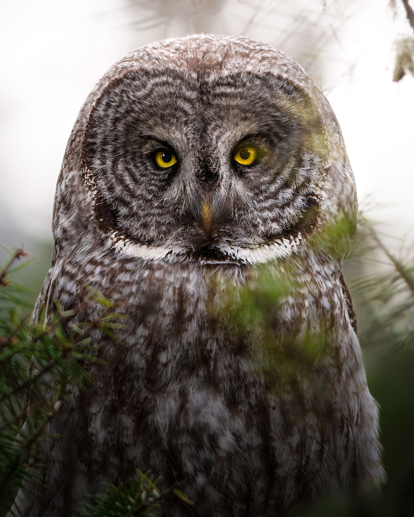 Great Gray Owl Fine Art Print