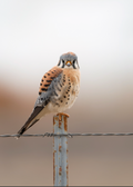 American Kestrel Print