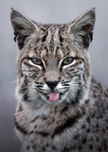 "Blep-Cat" Bobcat Print