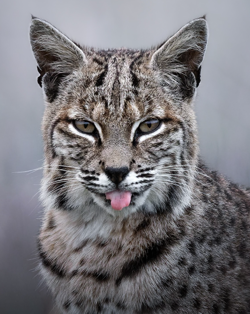 "Blep-Cat" Bobcat Fine Art Print