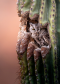 "No Solicitors" Western Screech Owl Print