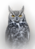 Great Horned Owl Print