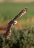 Burrowing Owl In Flight Print