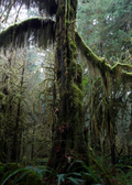 Dancing Tree Print