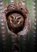 Elf Owl Print