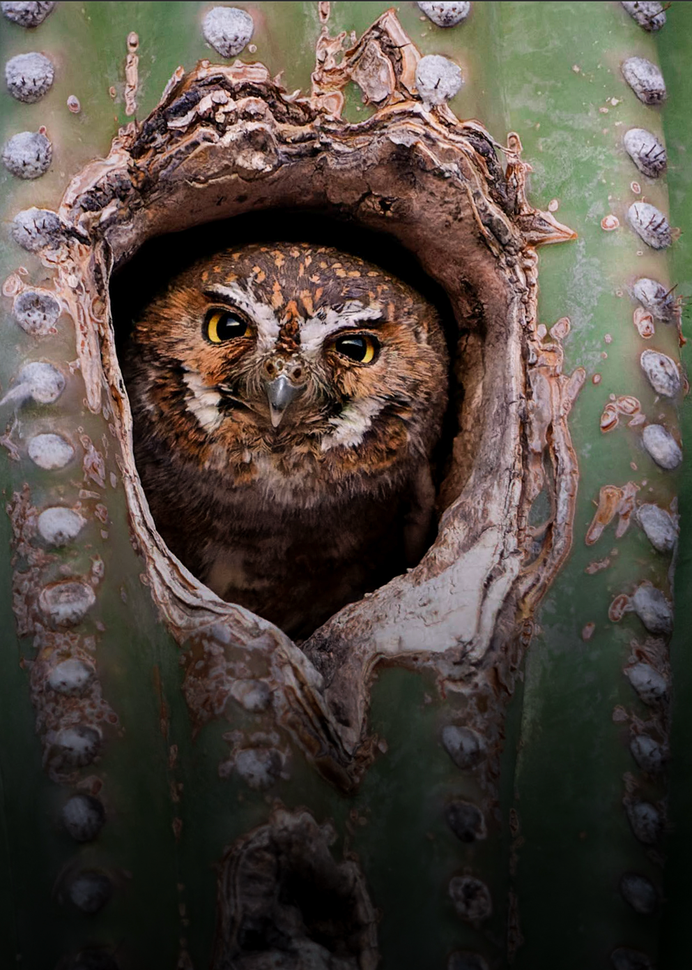 Elf Owl Print