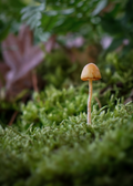 Mushroom Print