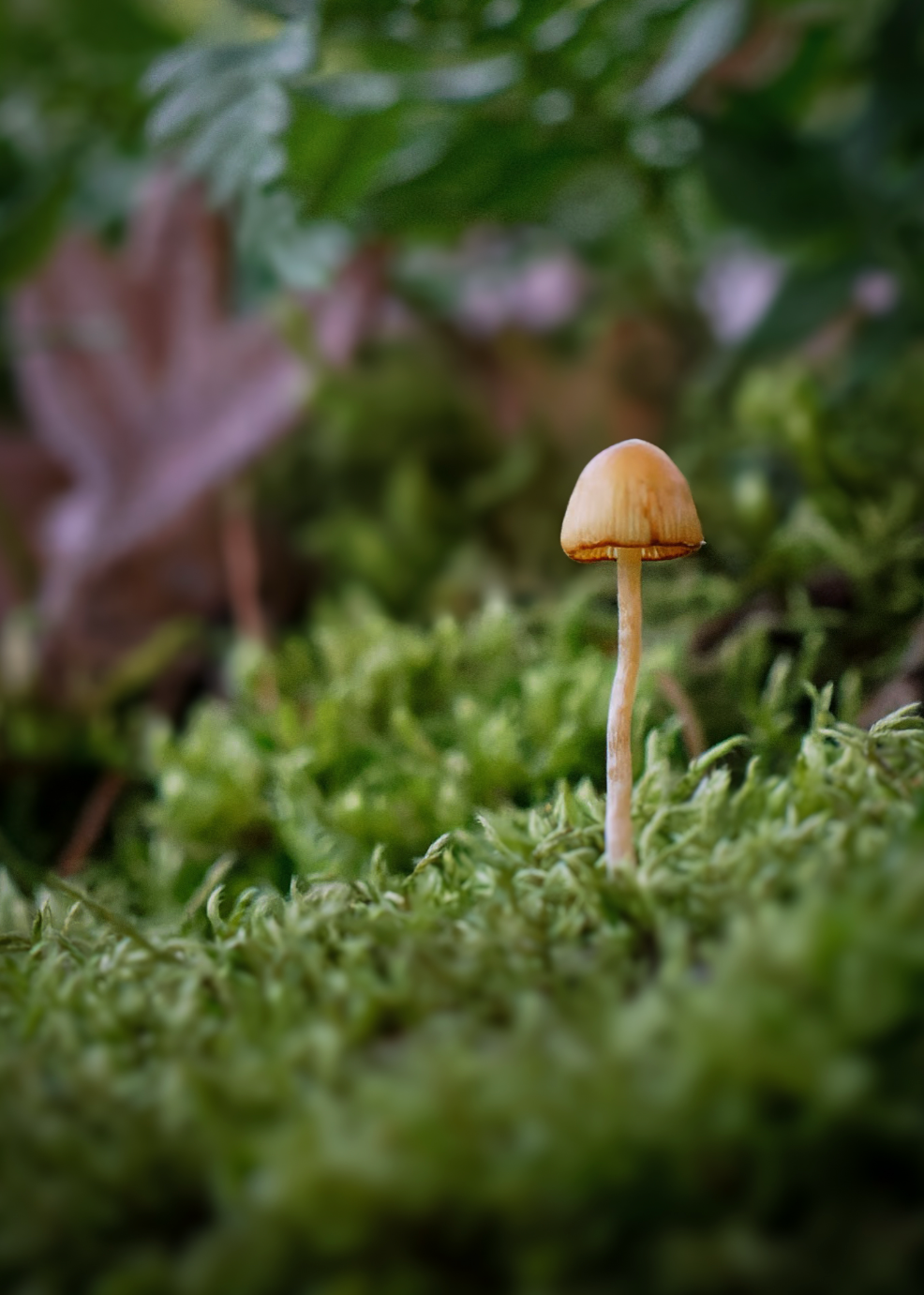 Mushroom Print