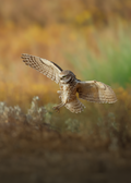 Burrowing Owl Landing Print
