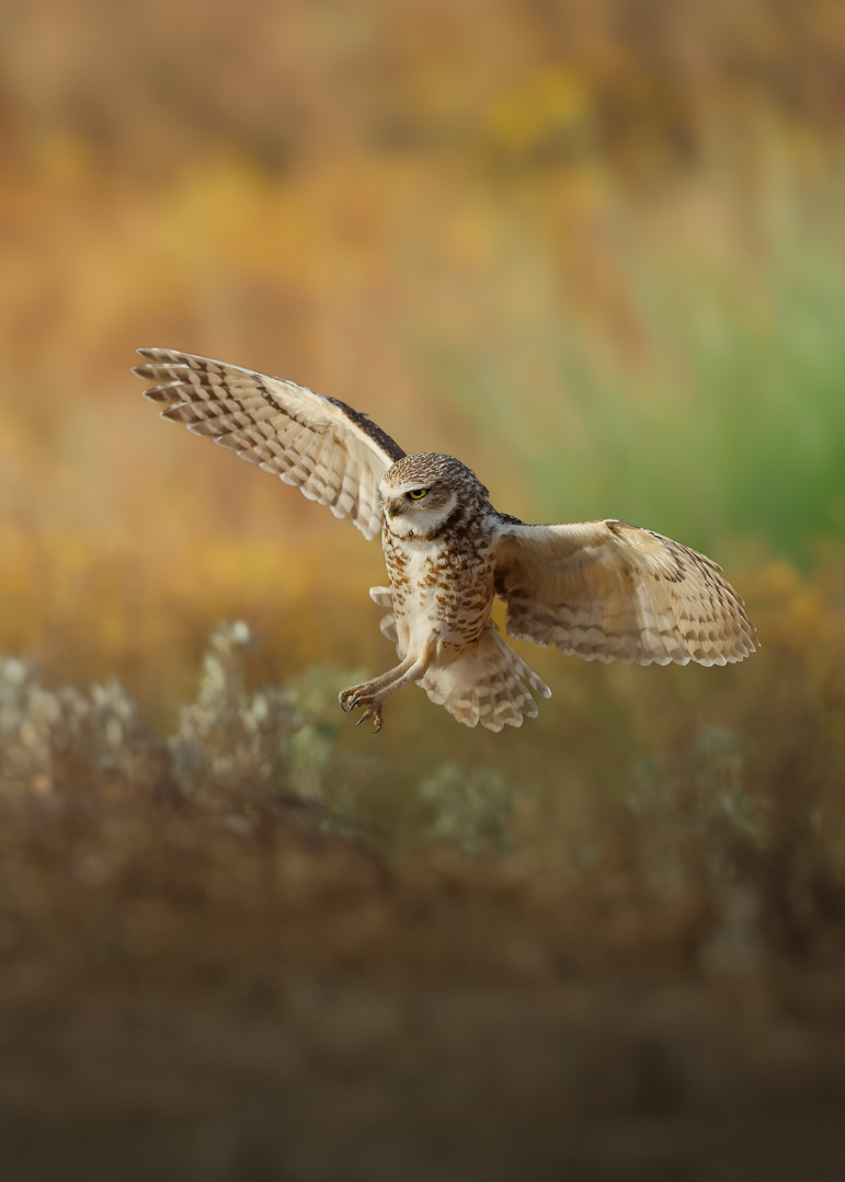 Burrowing Owl Landing Print