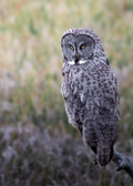 Great Gray Owl Phantom Print