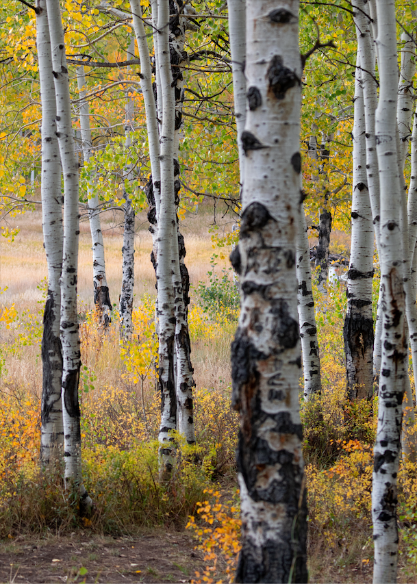 Autumn Aspens