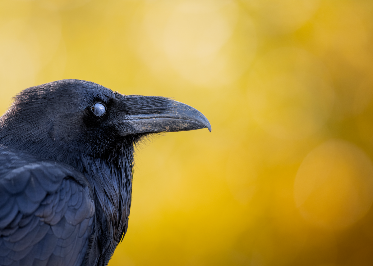 Fall Raven Print