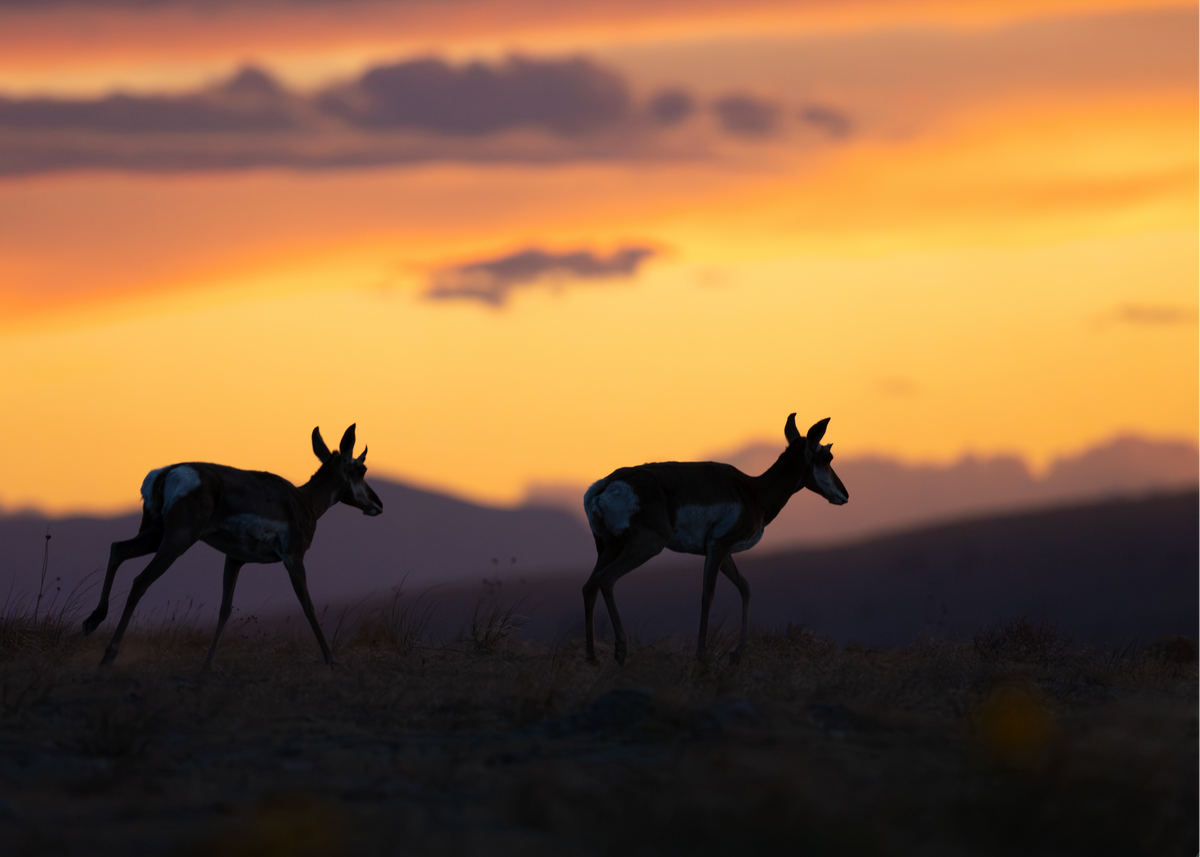 Desert Sunset Pronghorn Print