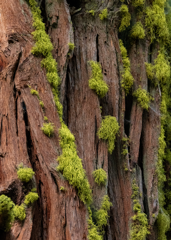 Textures Of Yosemite Print