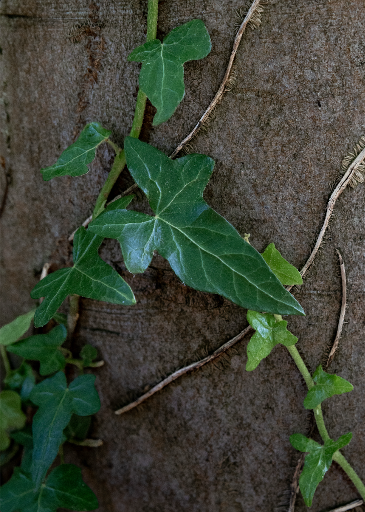 Vine Print