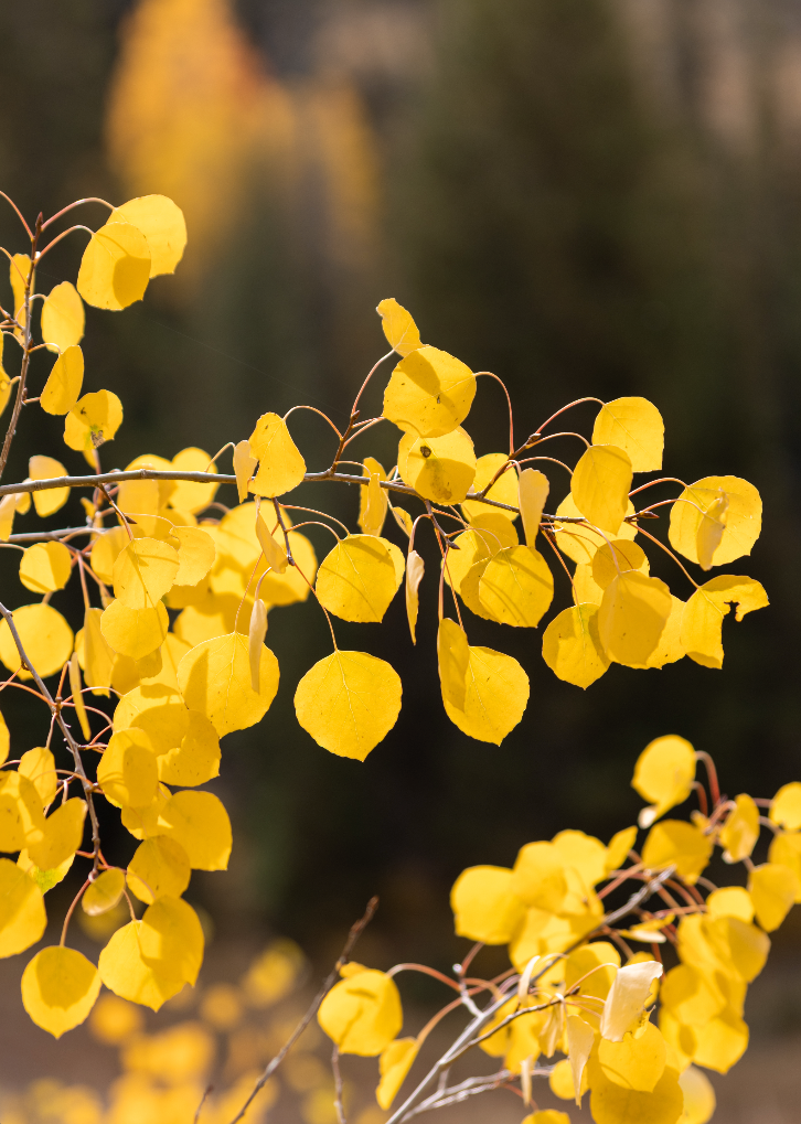 Yellow Aspen Print
