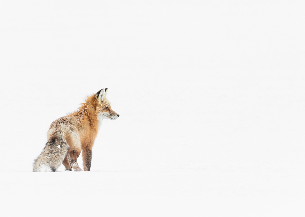 "Way Out" Fox Print
