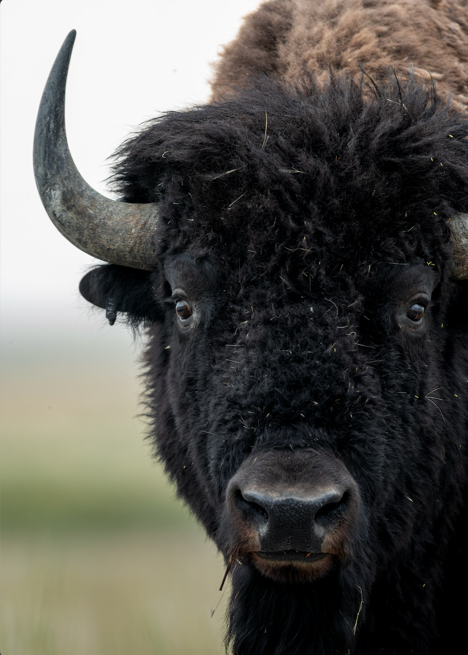 Bison Portrait Print
