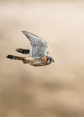 American Kestrel In Flight Print