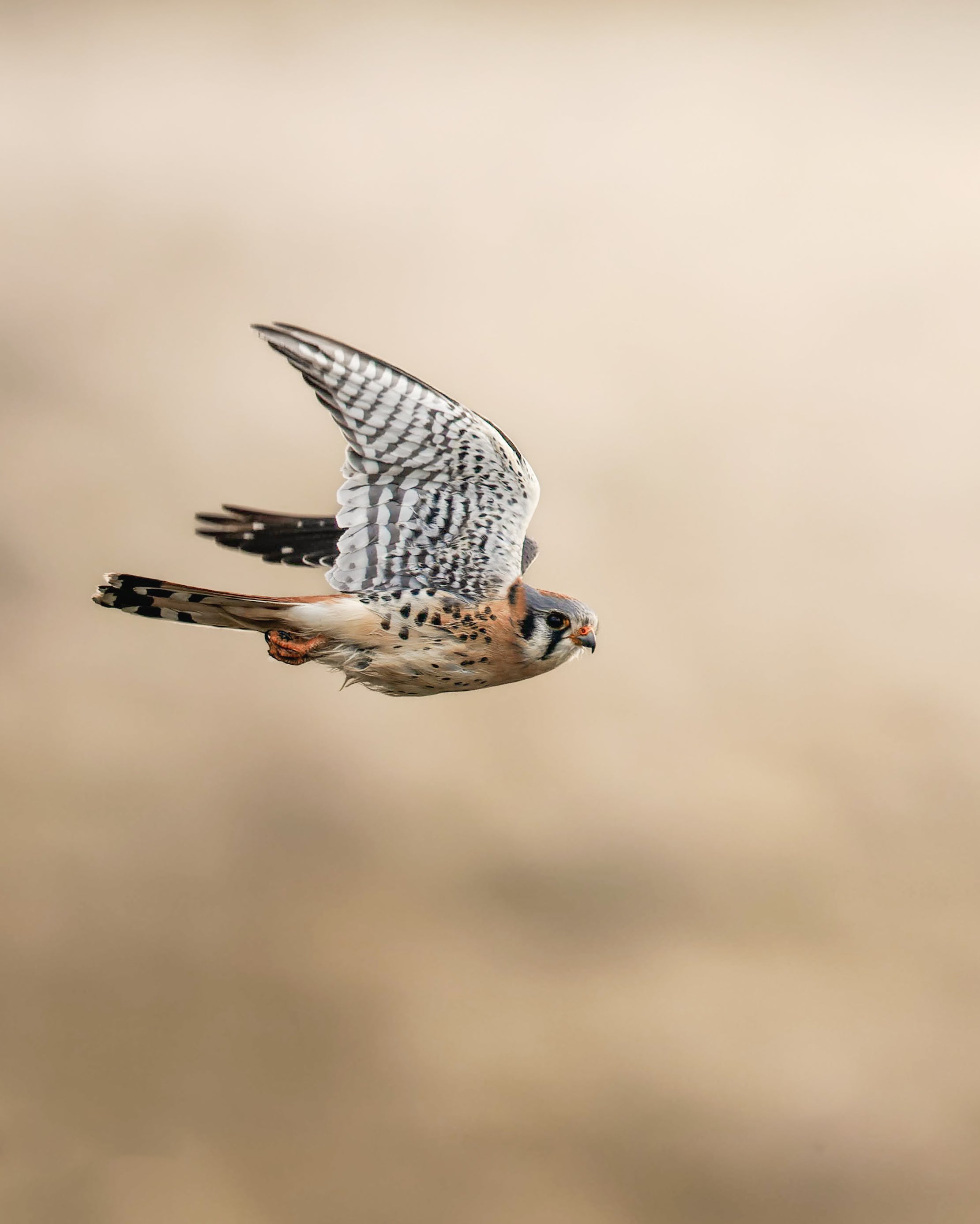 American Kestrel In Flight Fine Art Print