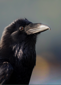 PNW Raven Print