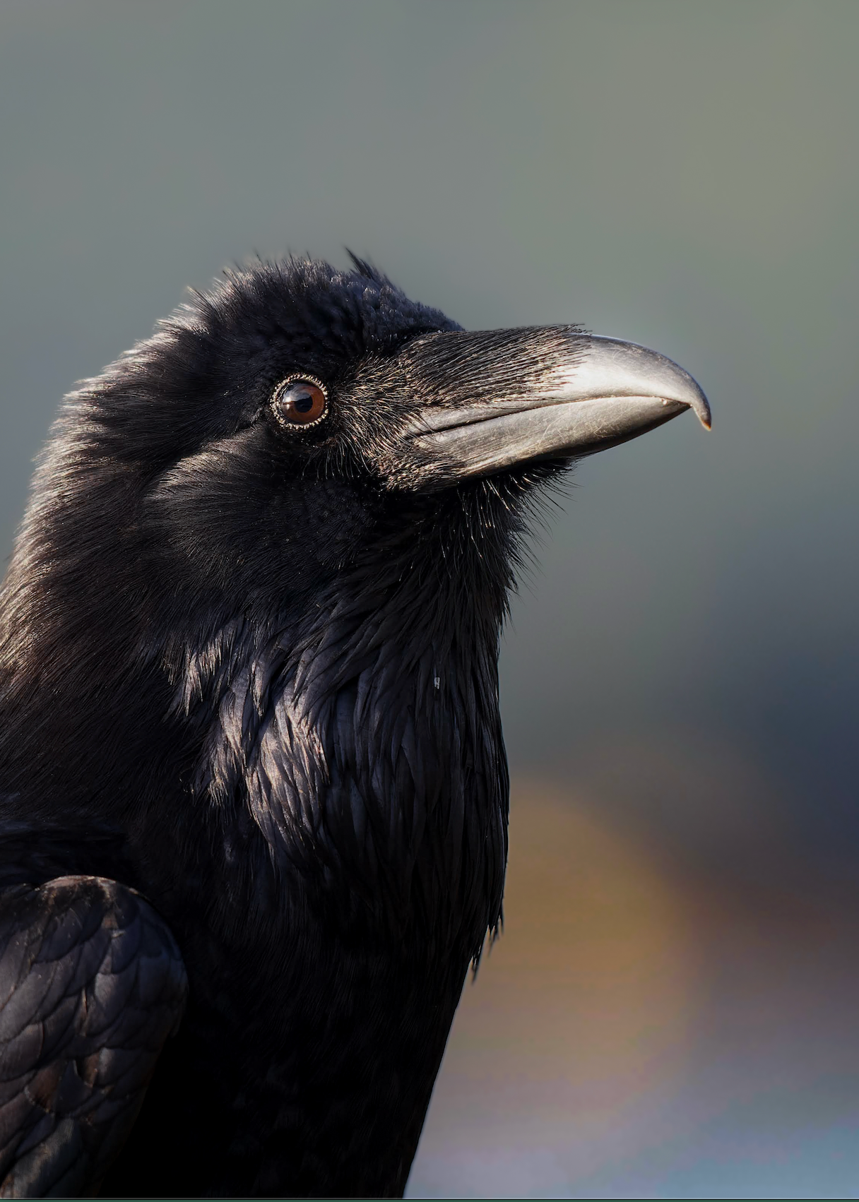 PNW Raven Print