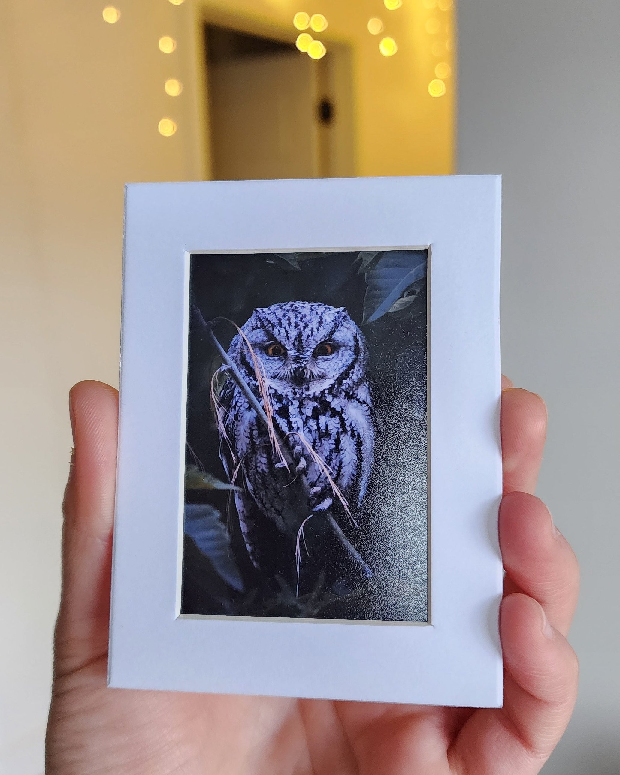 Matted photo print of a western screech owl 