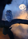 Western Screech Owl perched on a branch with a moonlit night background