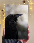 Postcard of a Raven held up in front of a twinkle light background.
