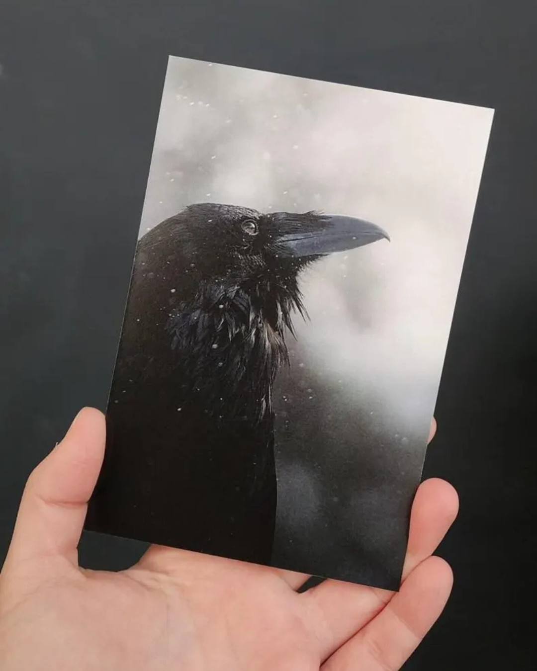 Hand holding a card with a raven against a snowy background
