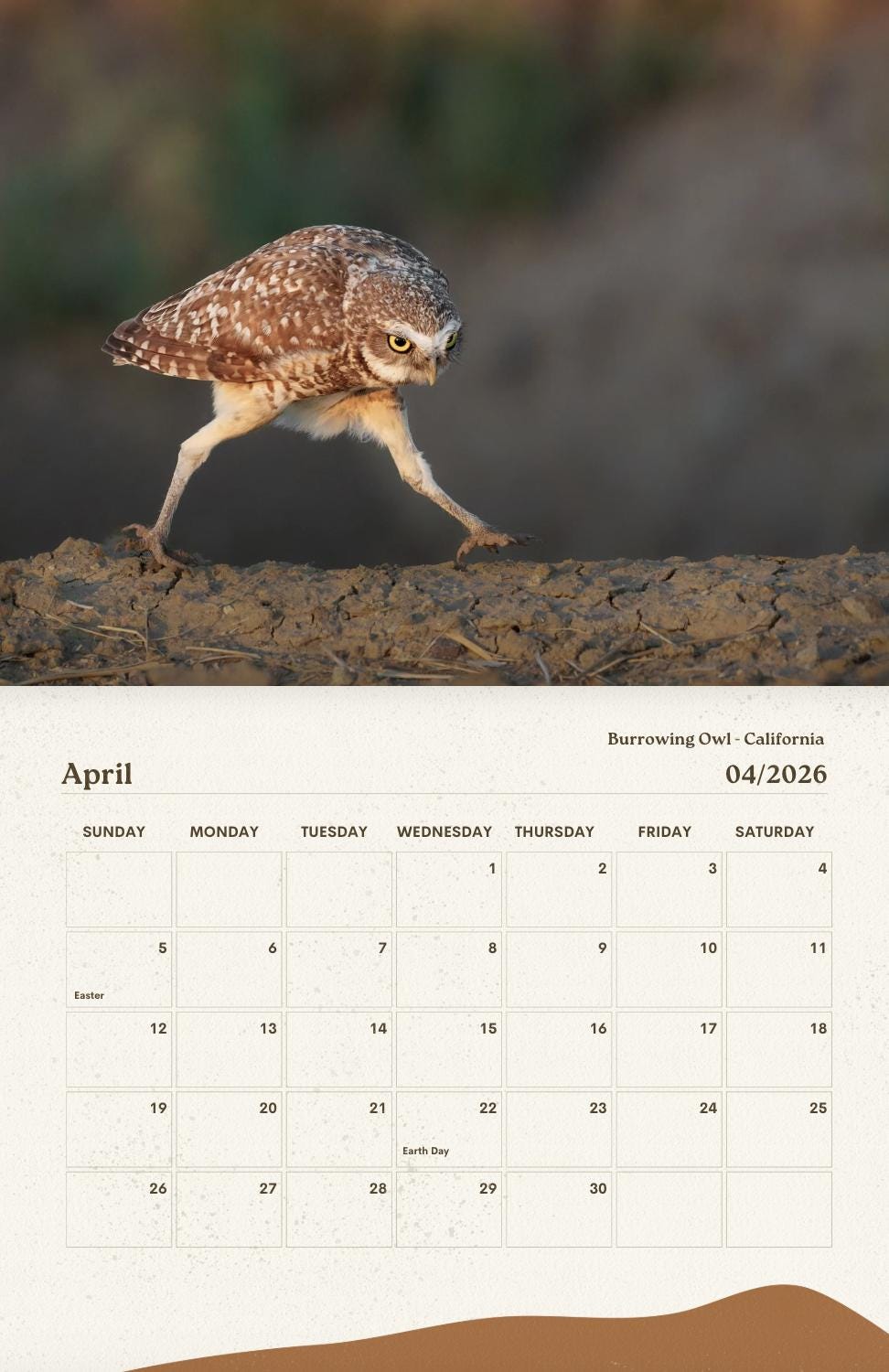 Owls of the American West 2026 Calendar