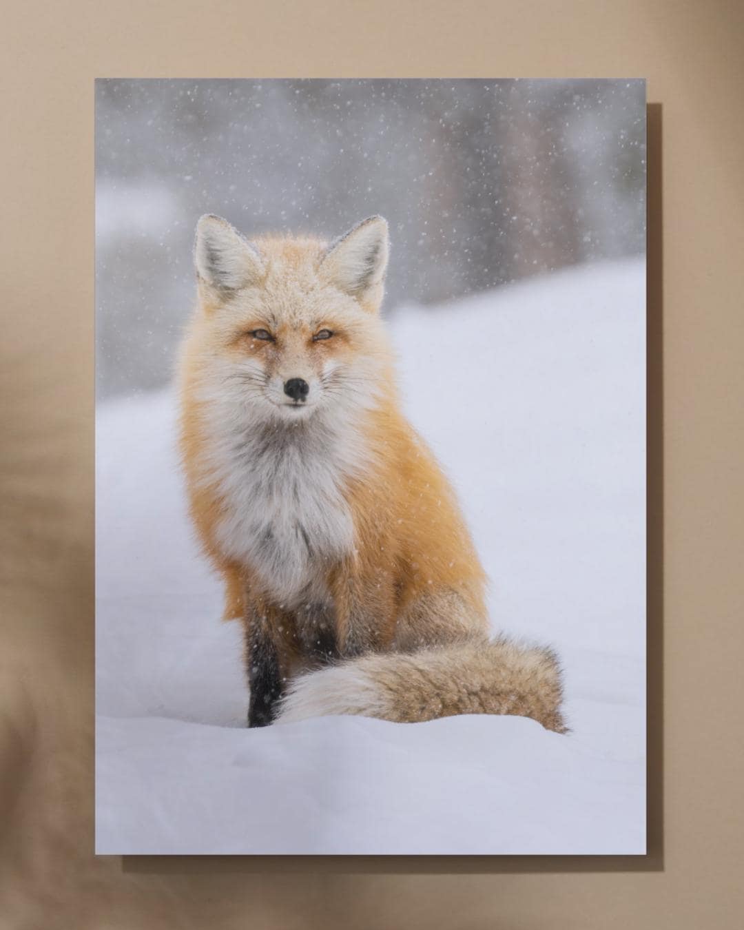 Snowy Fox Fine Art Print