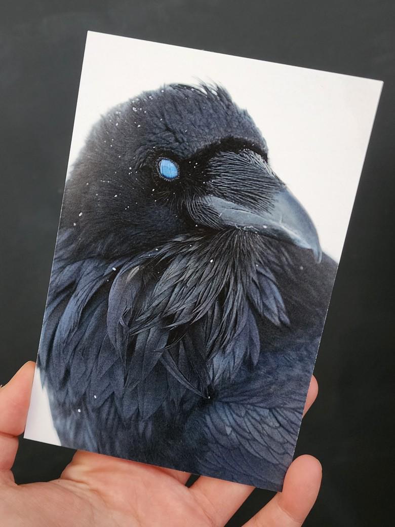 Snowy Raven Postcard