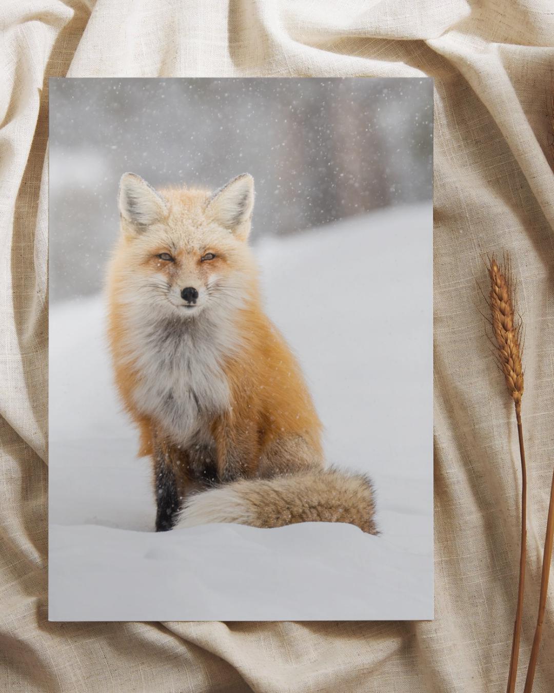 Snowy Fox Fine Art Print