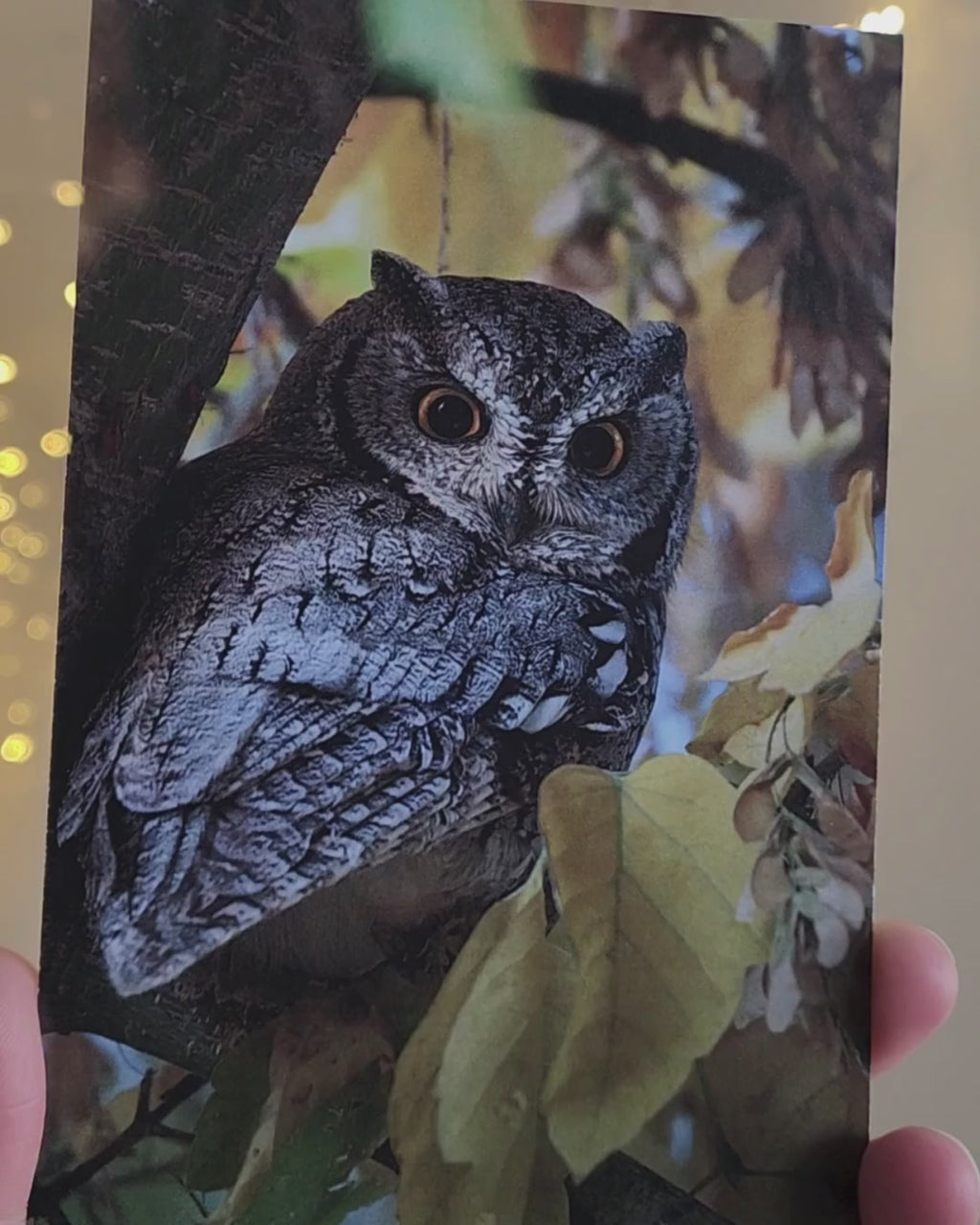 Western Screech Owl Postcard