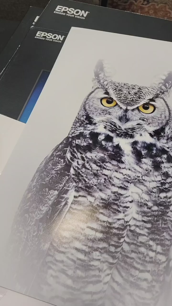 Great Horned Owl Glare Print