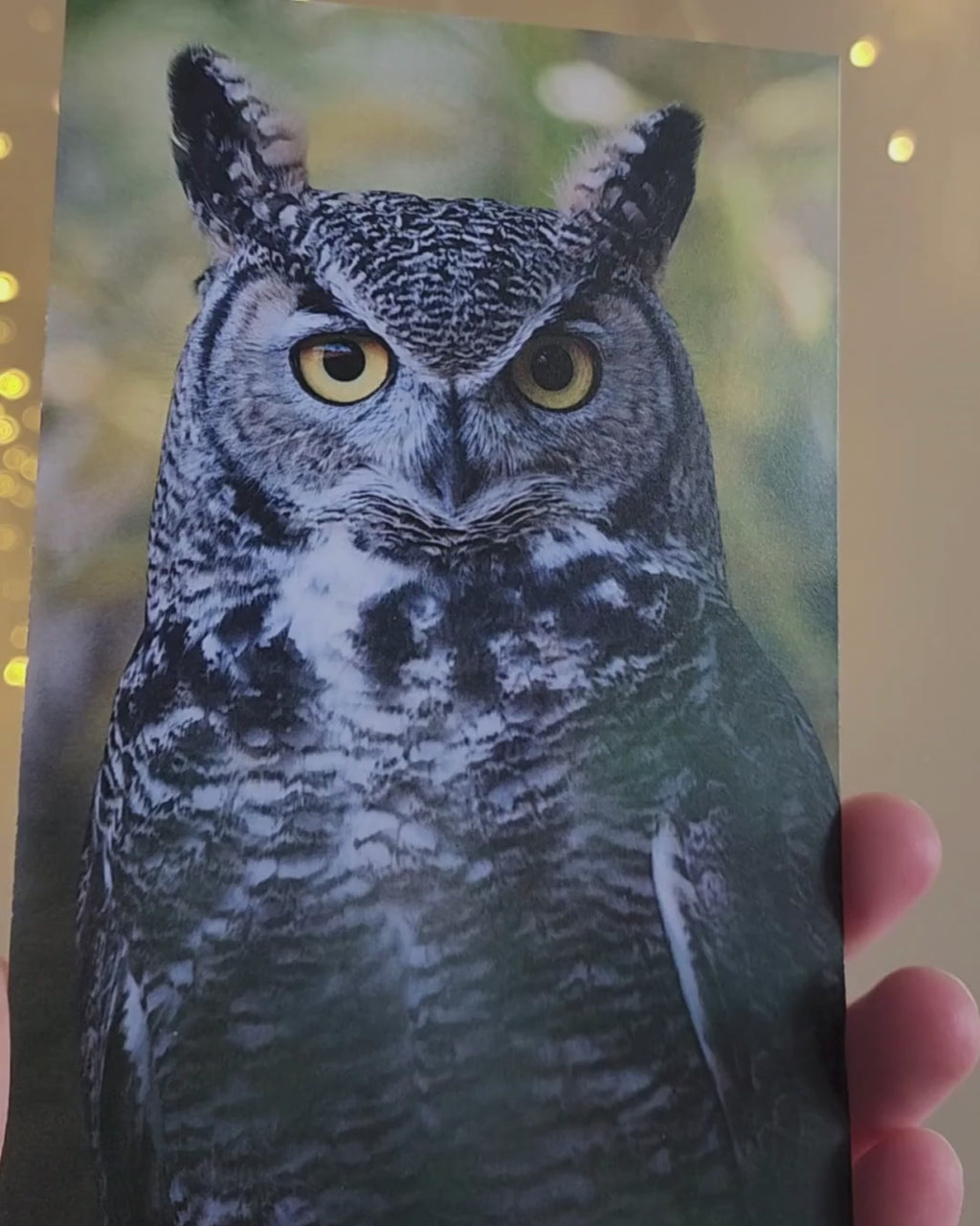 Great Horned Owl Postcard