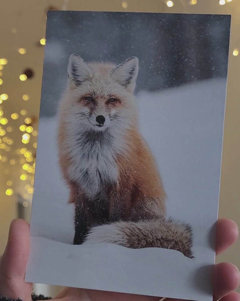 Snowy Fox Postcard