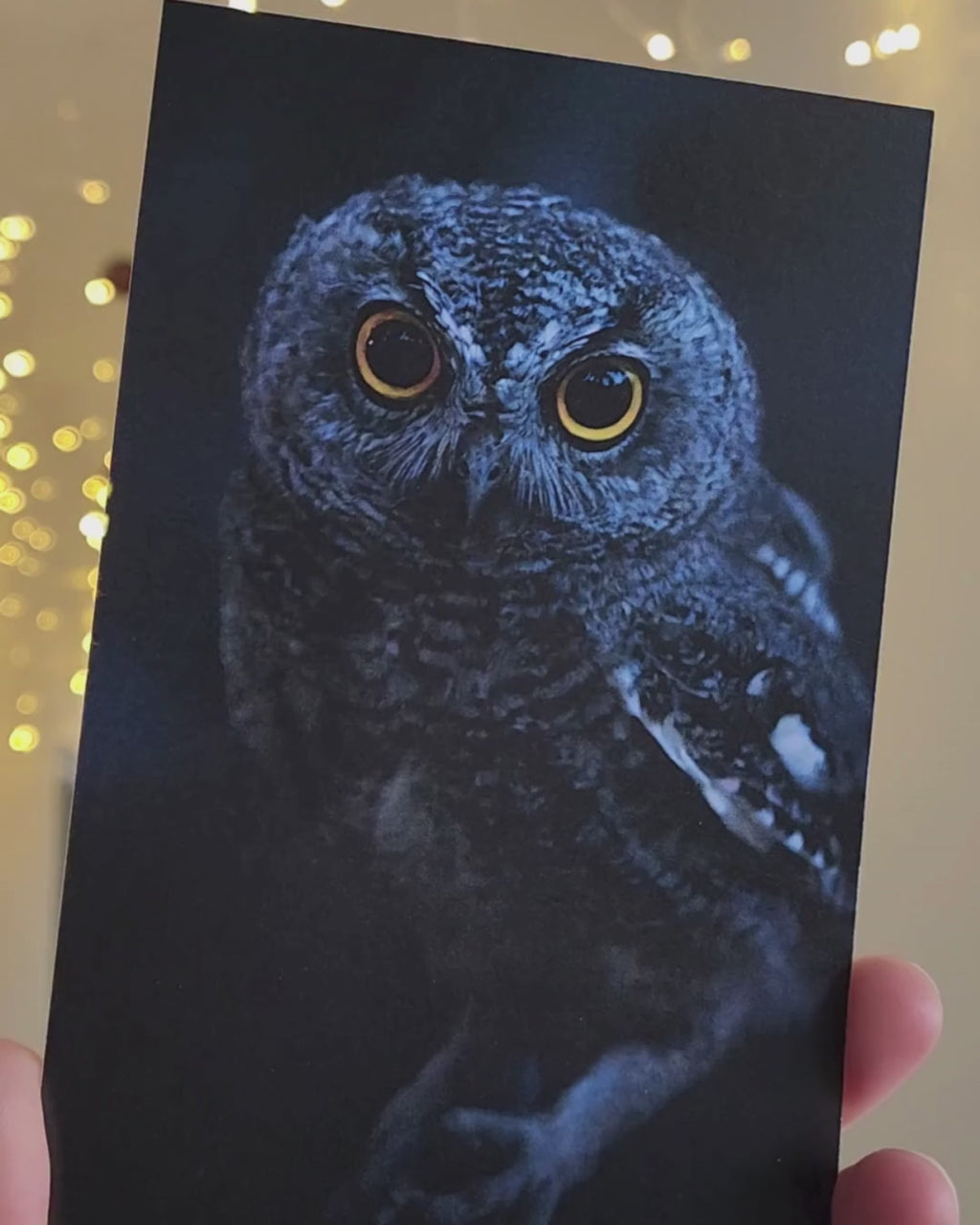 Juvenile Western Screech Owl Postcard