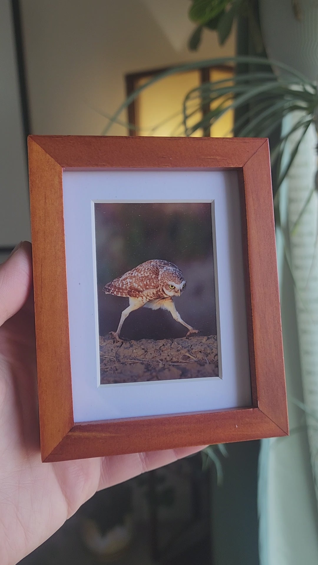 Burrowing Owl Framed Mini Print