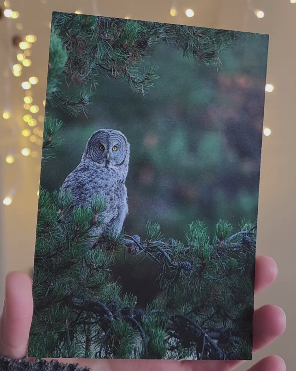 Great Gray Owl Postcard
