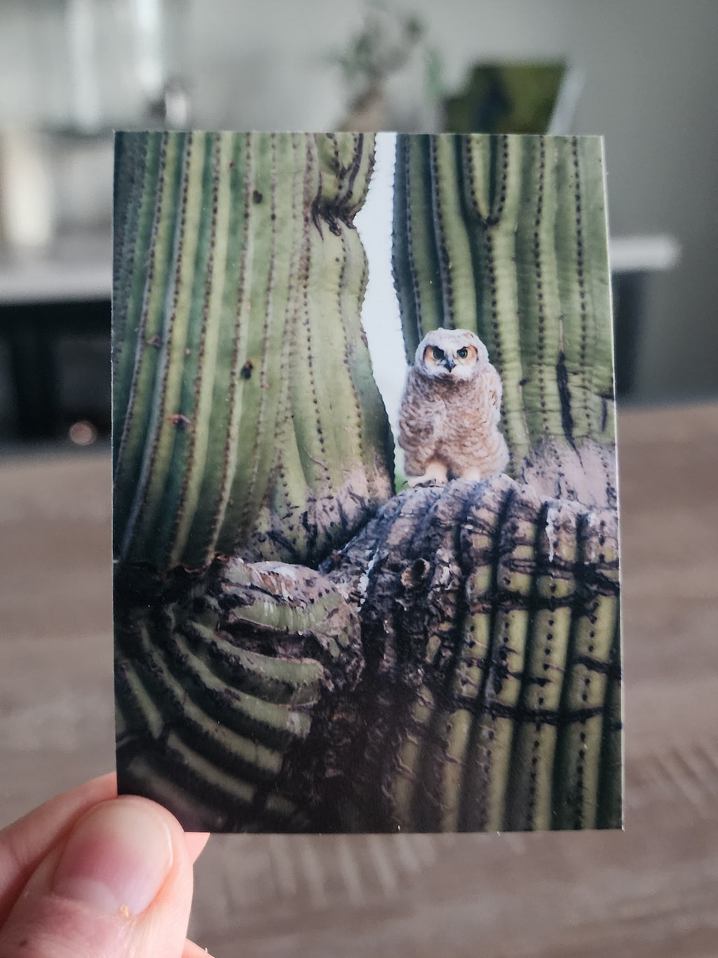 Great Horned Owl Mini Print