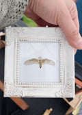 Barn Owl Framed Mini Print