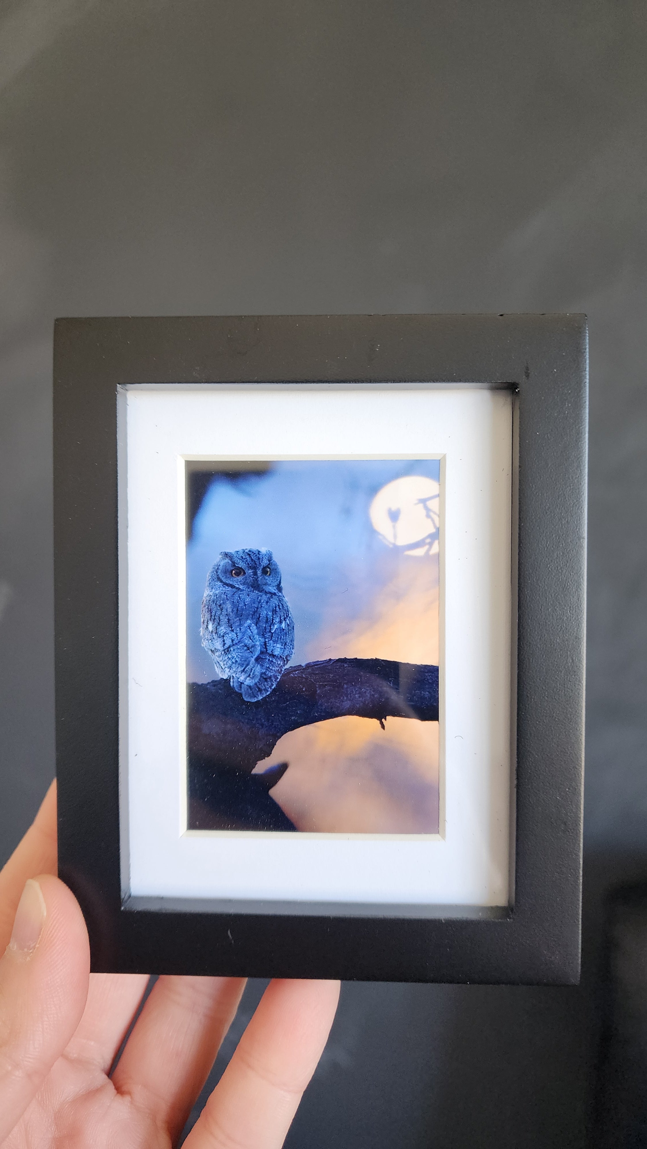 Western Screech Owl "Night Owl" Framed Mini Print