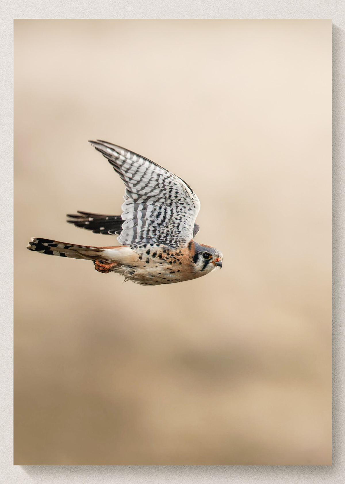 American Kestrel In Flight Print