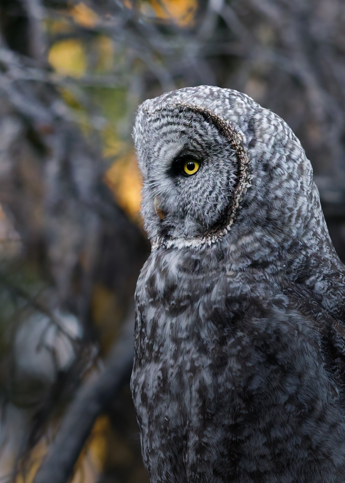 Gloomy Great Gray Owl Print